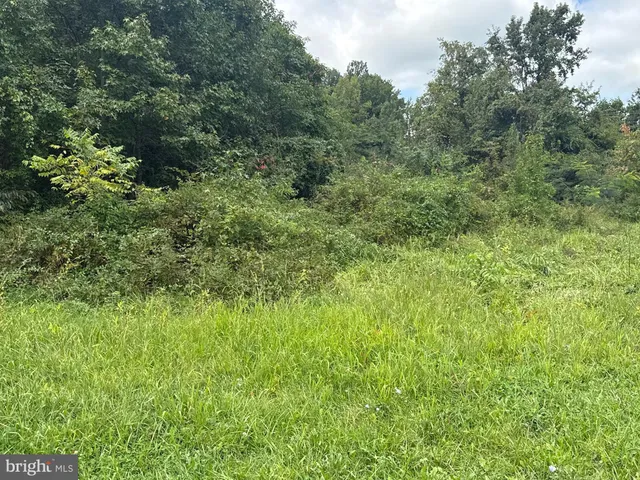 a view of a lush green forest with trees in the background