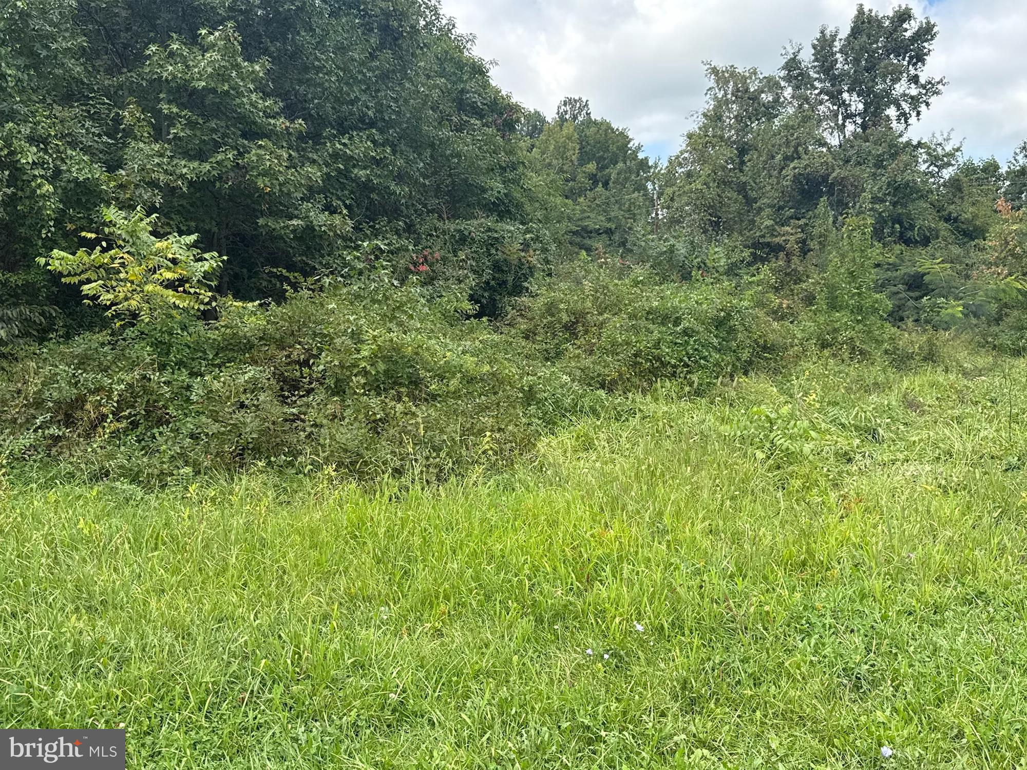 109 2nd Street Chestertown, MD 21620 - Photo 2 of 9 a view of a lush green forest with trees in the background