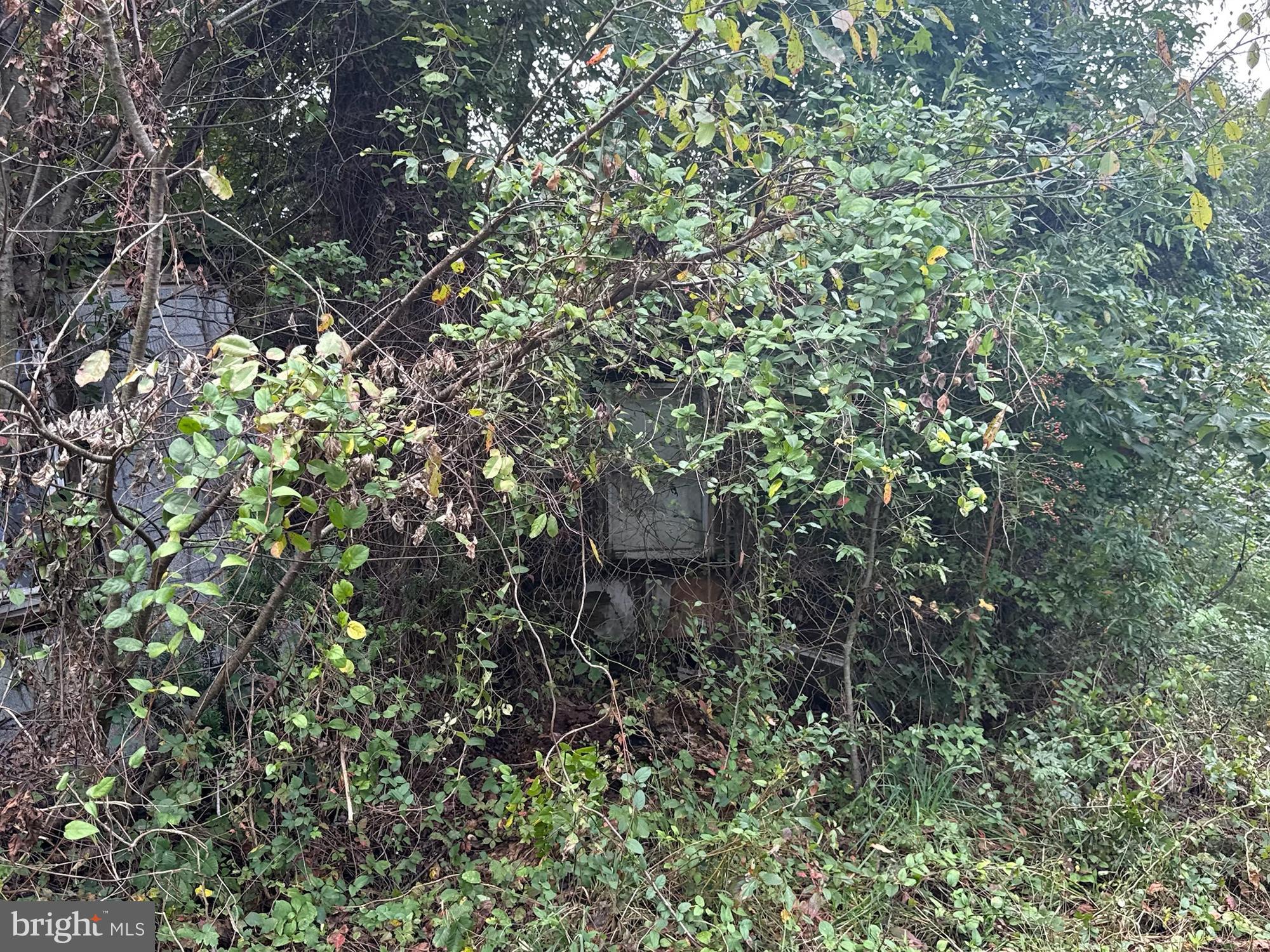 109 2nd Street Chestertown, MD 21620 - Photo 7 of 9 a view of a plants and yard