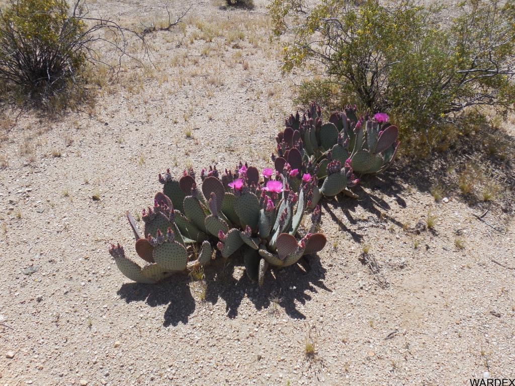 Unk Unk Wild Bill Road Yucca, AZ 86438 - Photo 2 of 4 Additional Photo
