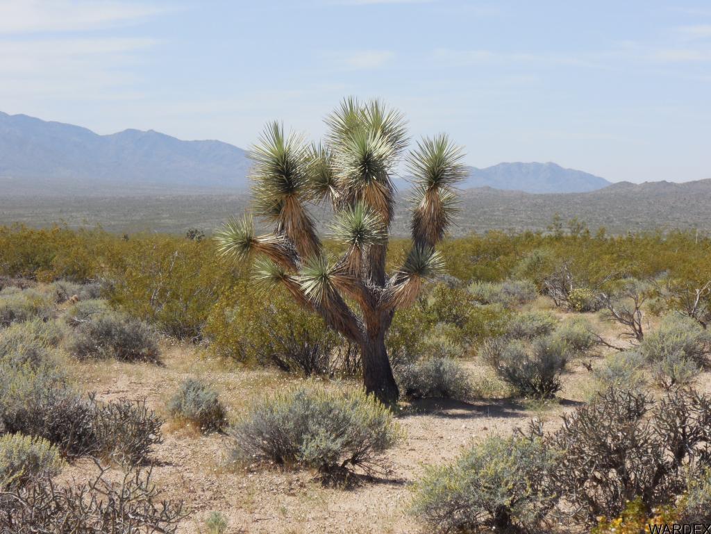 Unk Unk Wild Bill Road Yucca, AZ 86438 - Photo 3 of 4 Additional Photo