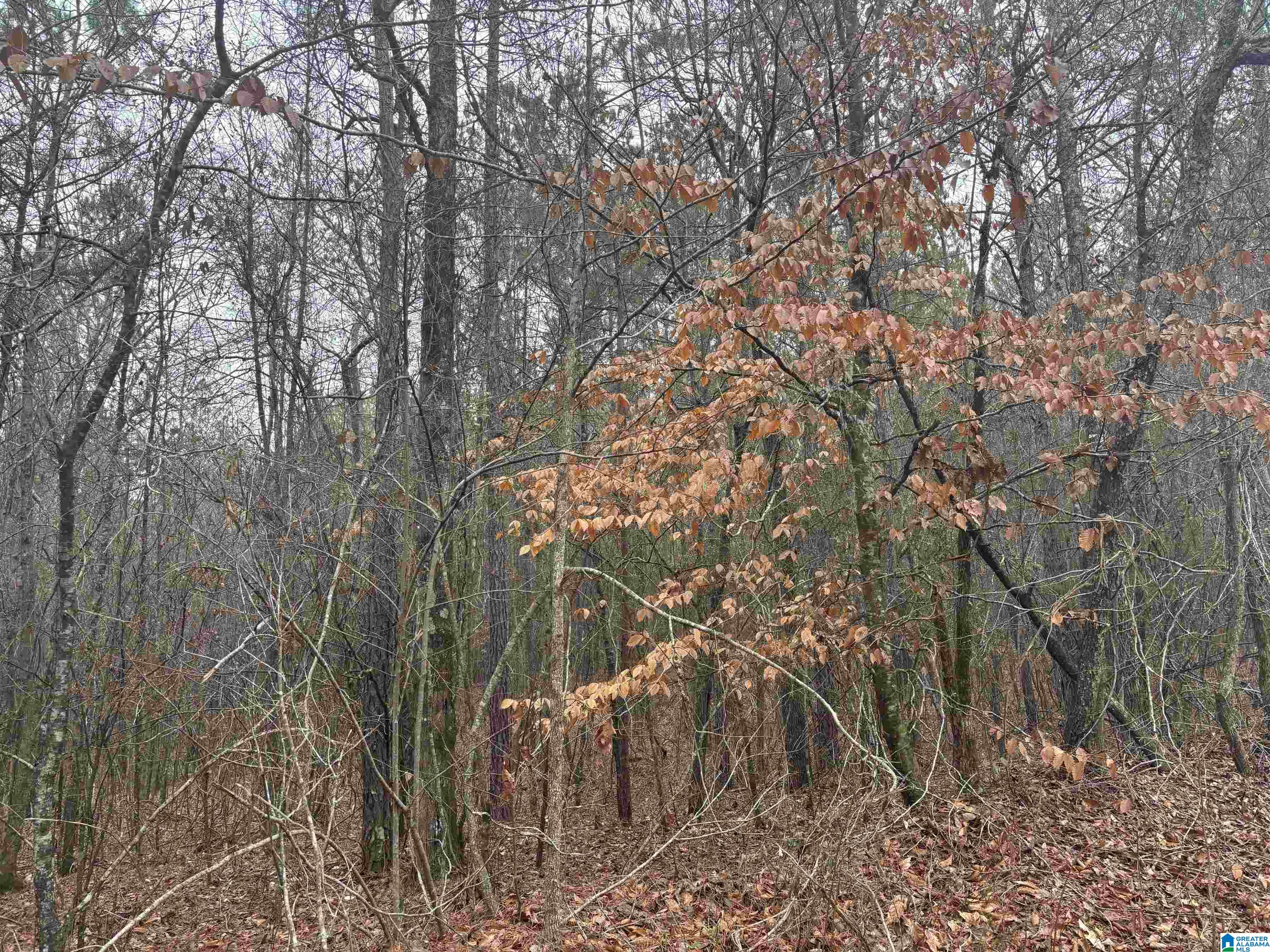 823 County Road, Unit 2 Wadley, AL 36276 - Photo 6 of 7