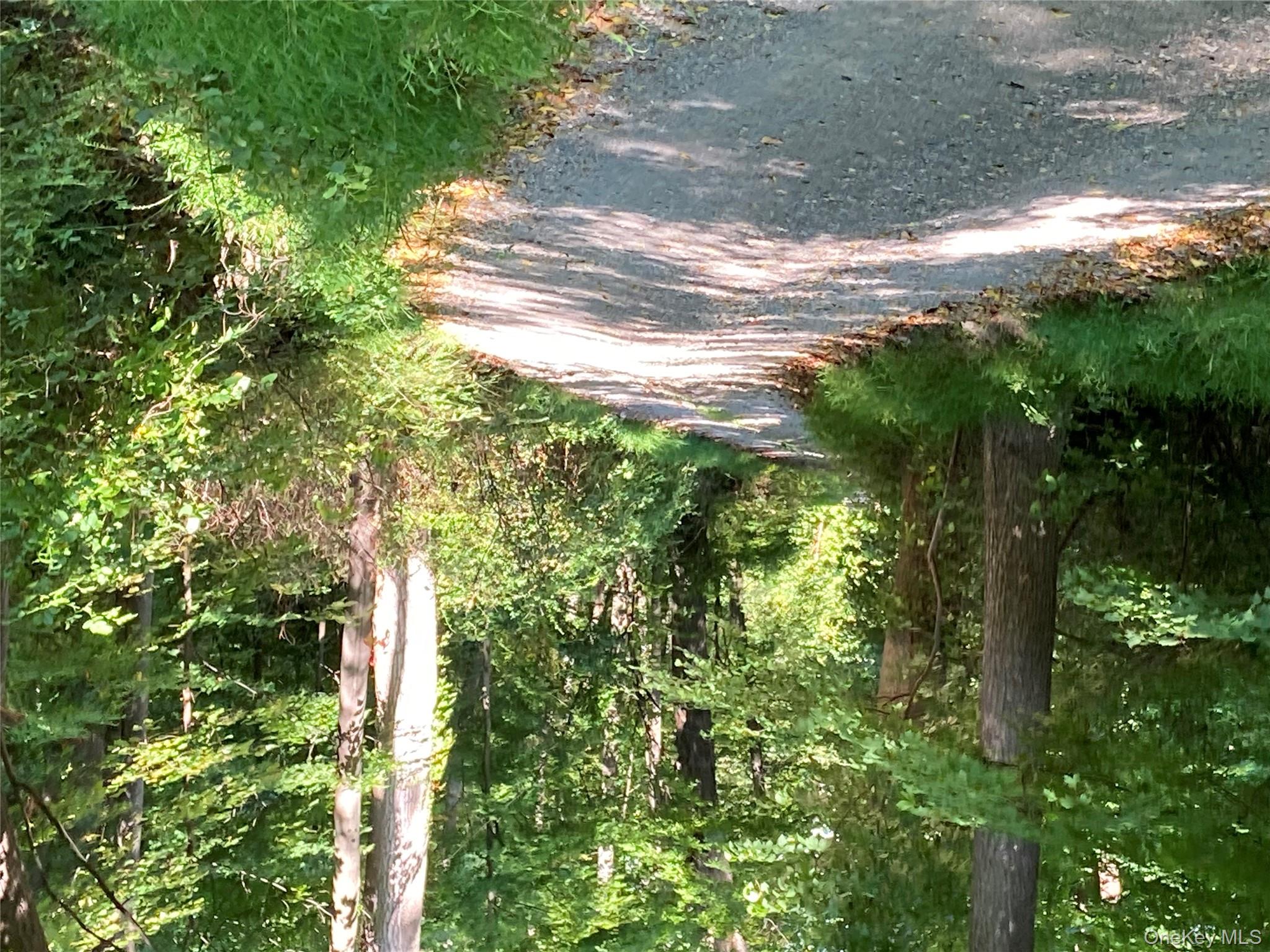 a view of a yard with plants and trees