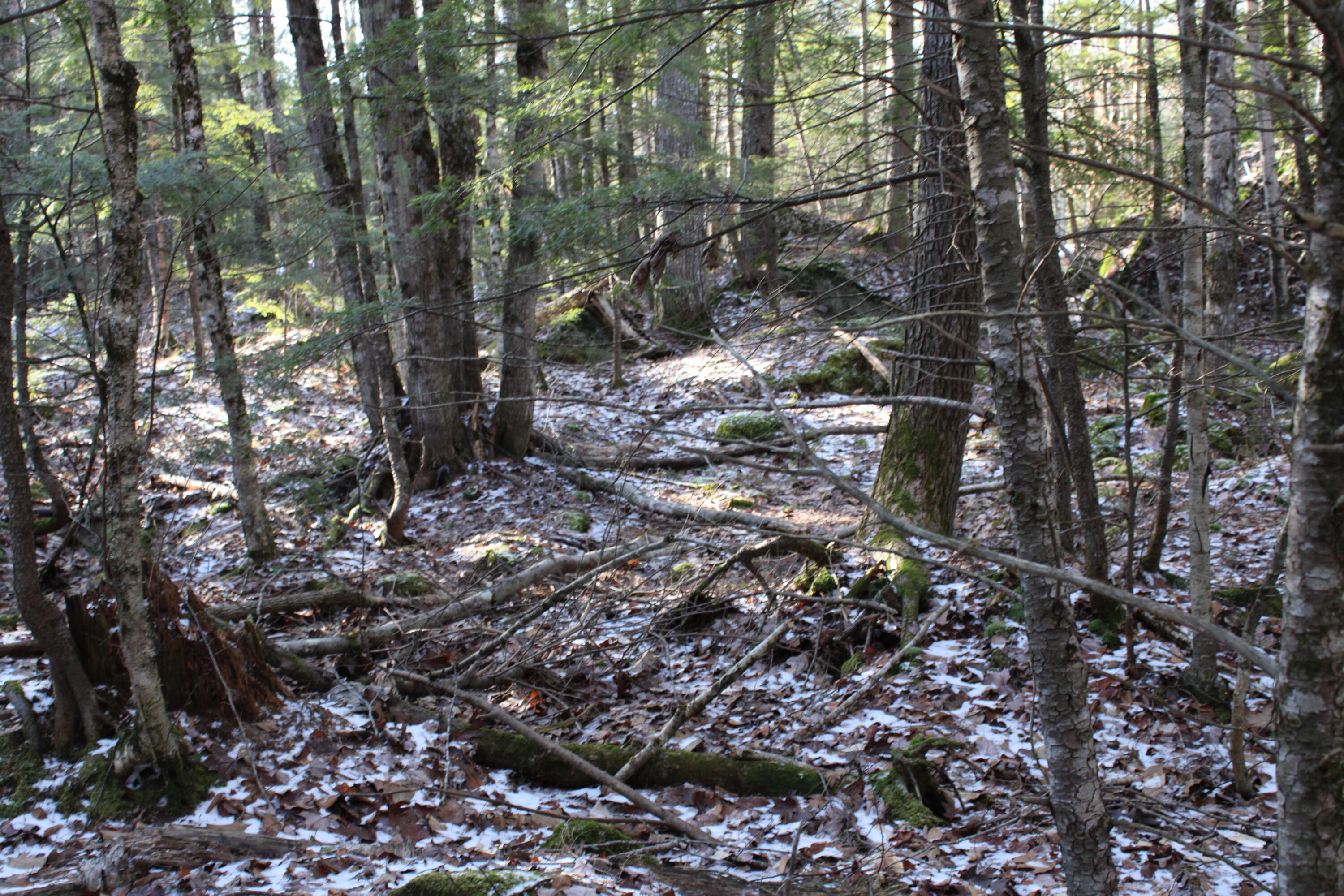 0 Senator Black Road West Baldwin, ME 04091 - Photo 6 of 16 senblackpic8