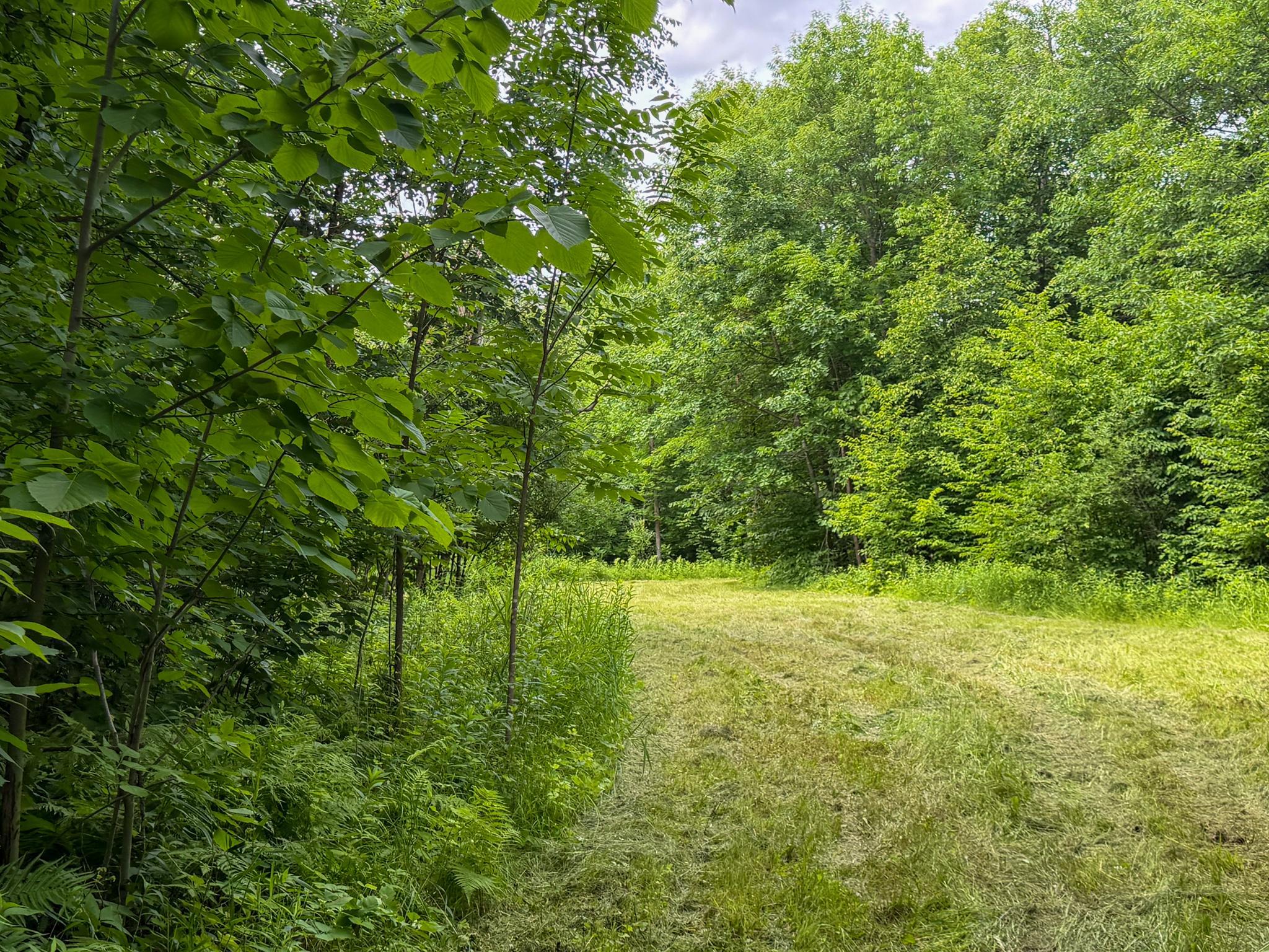 80-acres Pike Bay Loop Road Northwest Cass Lake, MN 56633 - Photo 24 of 27