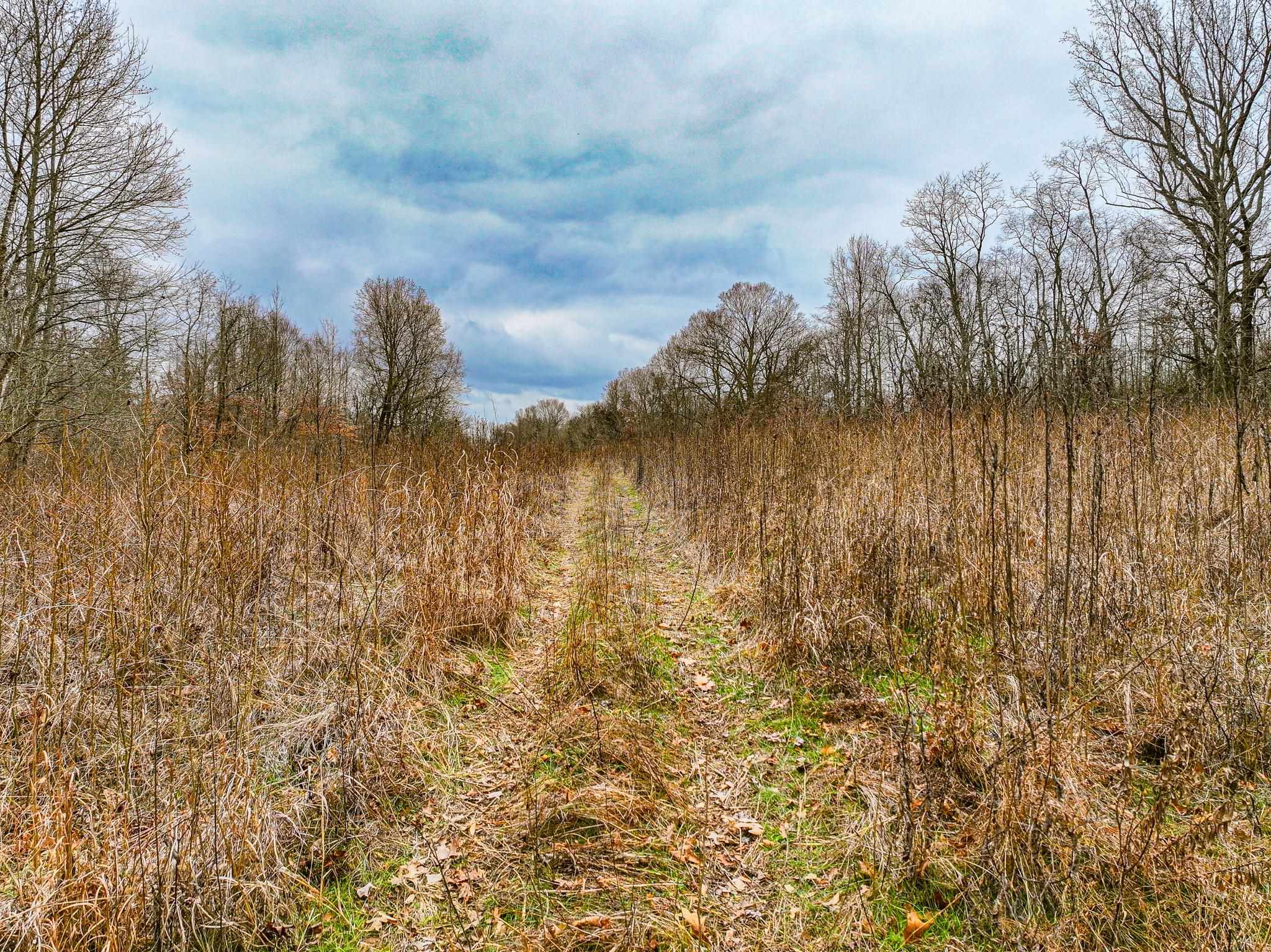 0 Puryear Road Cottage Grove, TN 38224 - Photo 5 of 40 View of undeveloped land