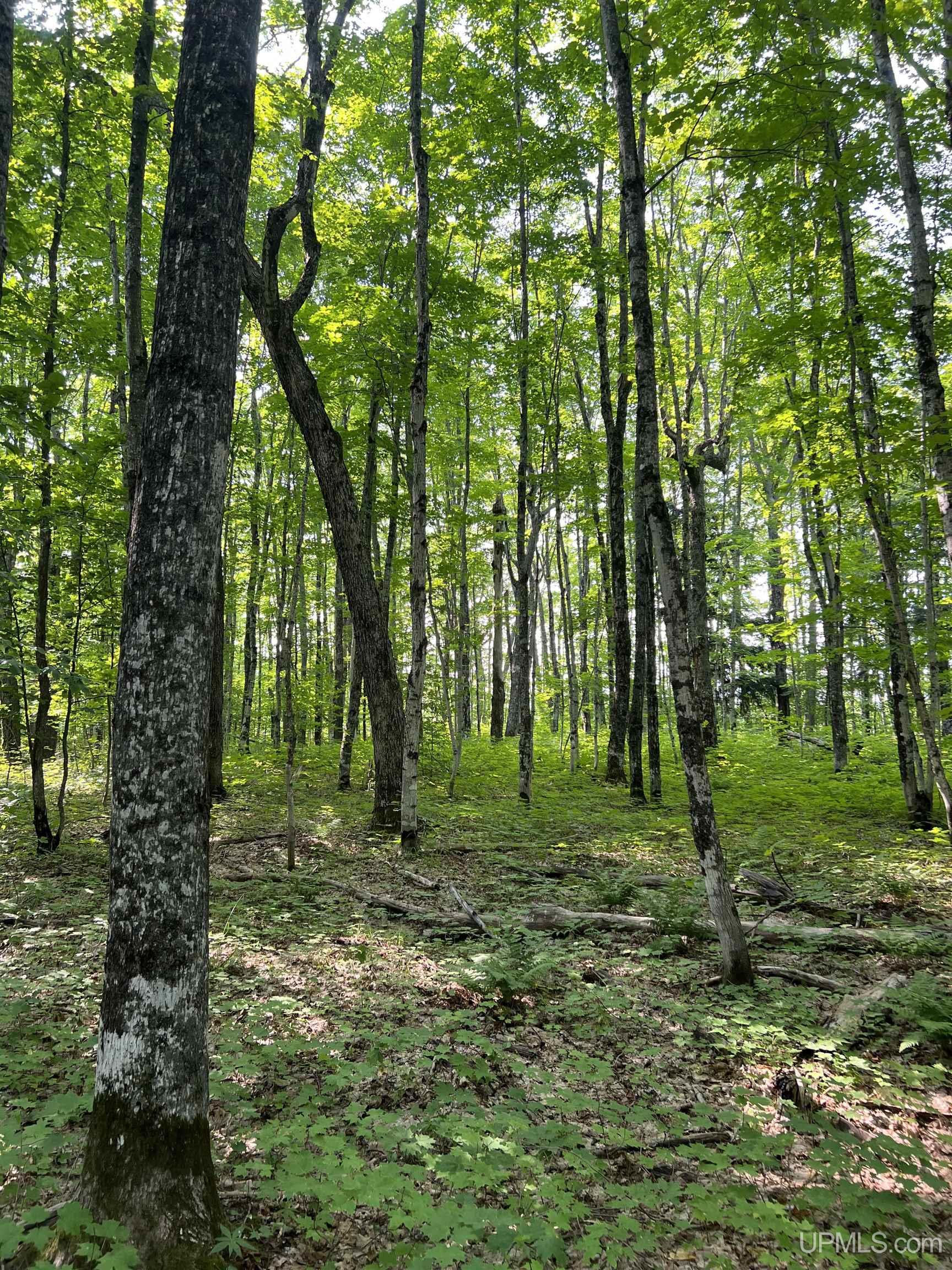 Tbd Misery Bay Road Toivola, MI 49965 - Photo 11 of 16 Gallery Image 11
