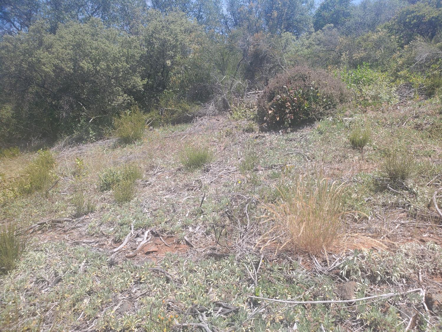 1190 Jurgens Road Rescue, CA 95672 - Photo 23 of 29 a view of a dry yard with green space