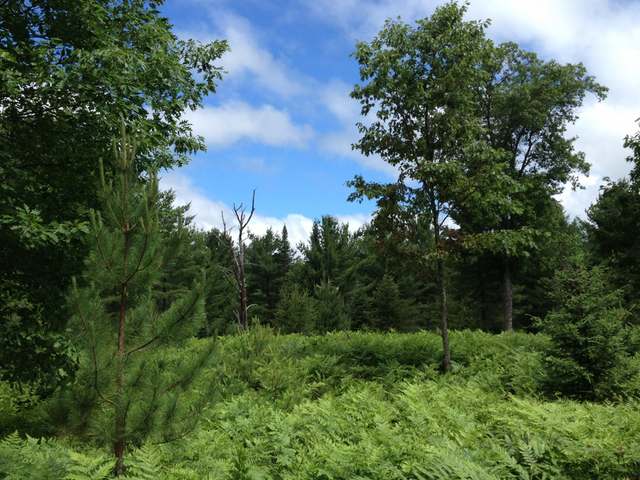 146-ac River Road Manitowish Waters, WI 54545 - Photo 20 of 20 Gallery Image 20