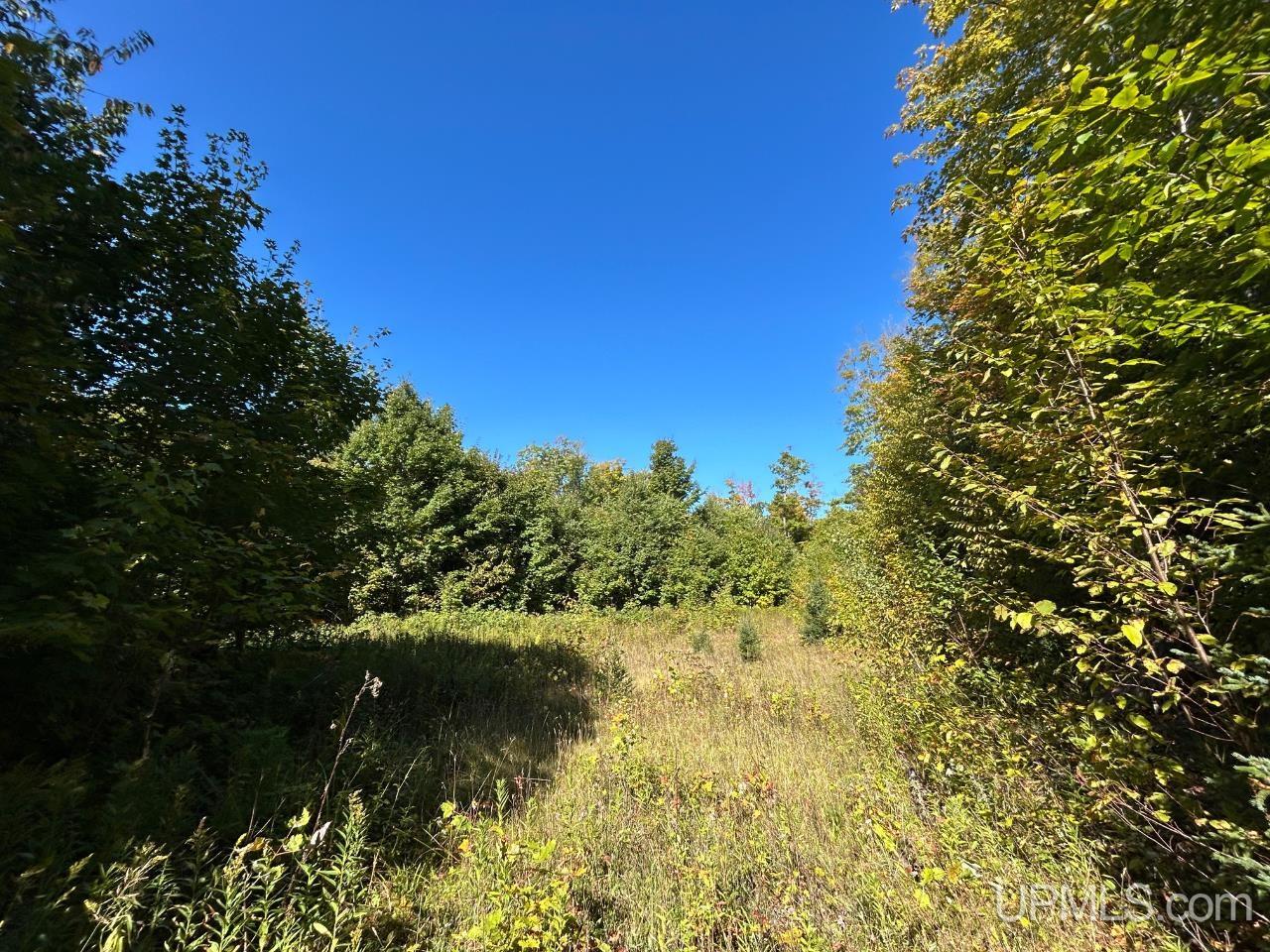 40-acres 40-acres Camp Road Shingleton, MI 49884 - Photo 3 of 20