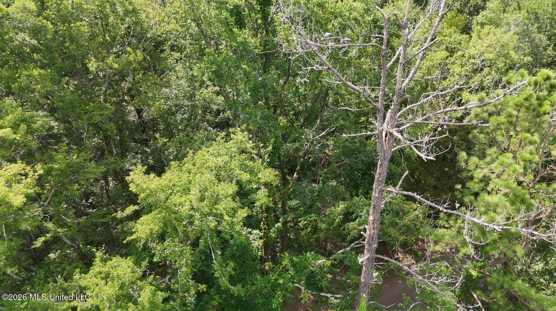 0 Chapel Hill Road Utica, MS 39175 - Photo 3 of 5 0 Chapel Hill 4