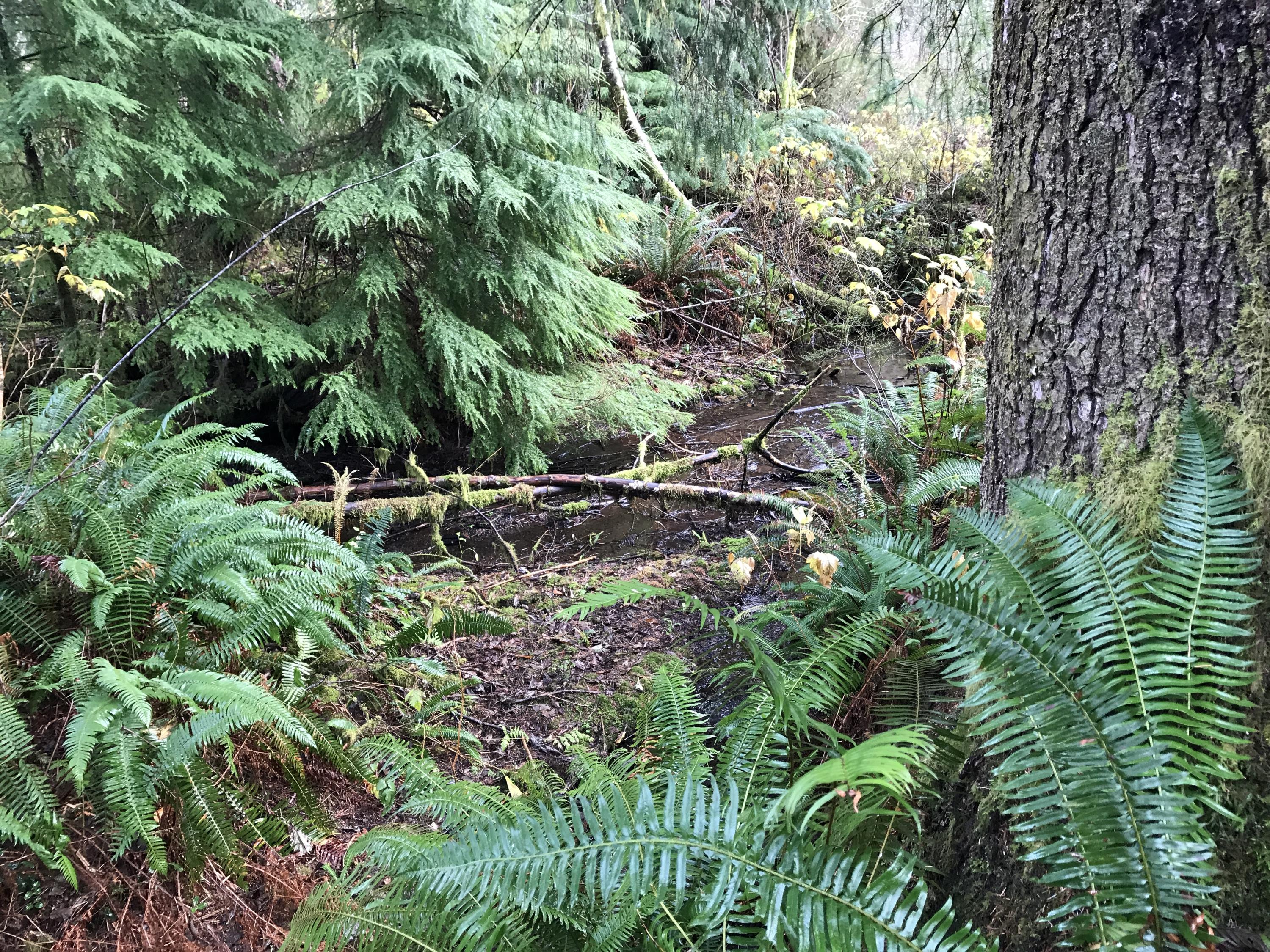 V/l Miami Foley Road Nehalem, OR 97131 - Photo 9 of 21 Lot