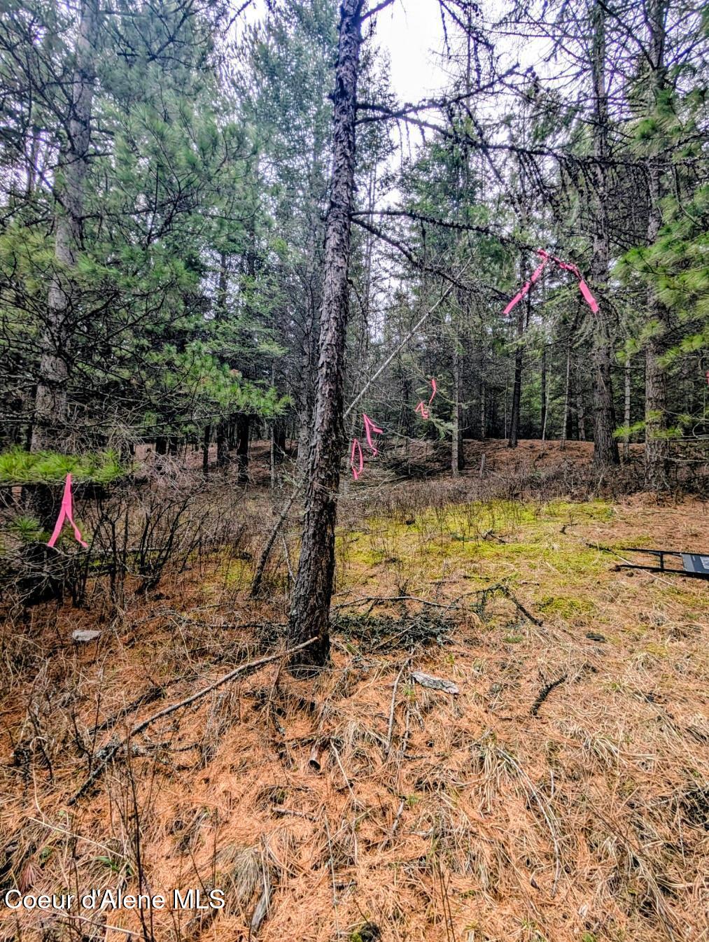 Nna Kootenai Trail Road Bonners Ferry, ID 83805 - Photo 8 of 17 Nice mix of trees