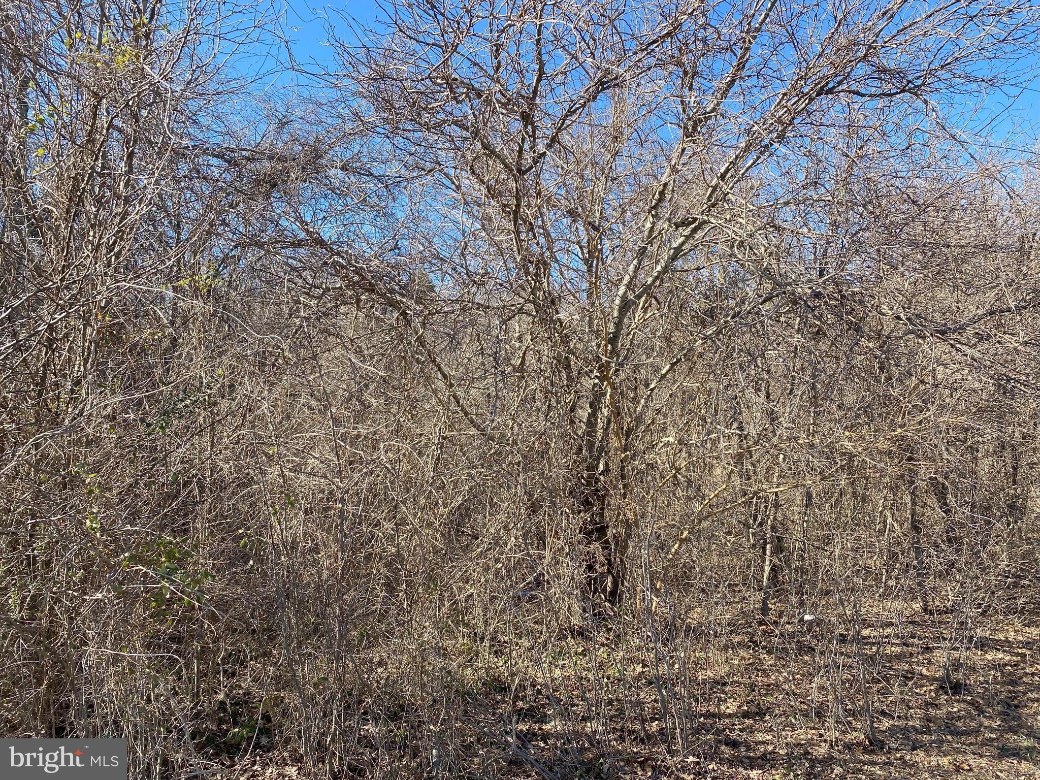 0 Hammond School Road Salisbury, MD 21804 - Photo 2 of 4