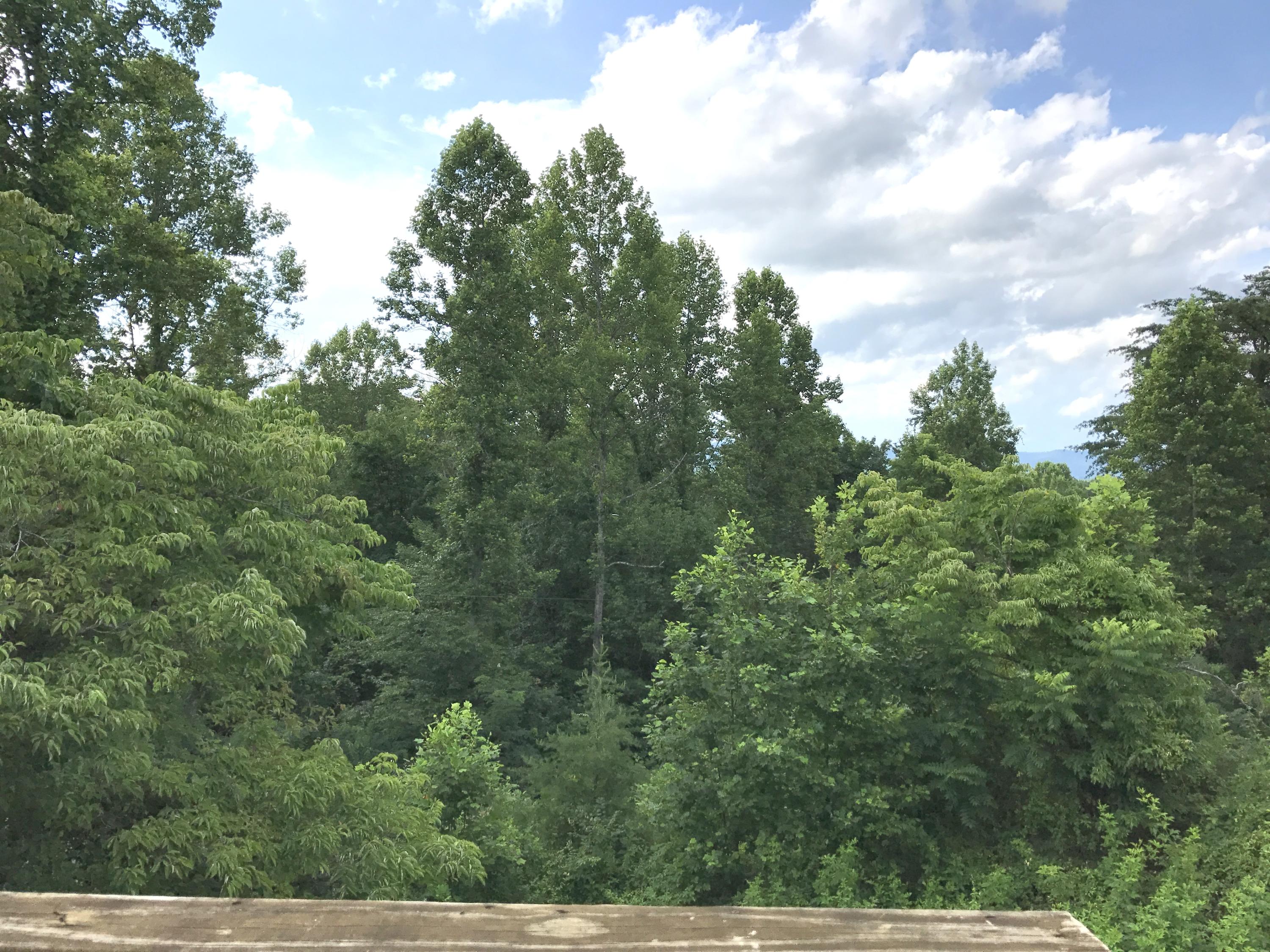 241 White Rock Road Jacksboro, TN 37757 - Photo 13 of 13 View from Back deck