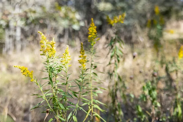 $824,999 | 21 East ( /- 69.227 Acres) Midway Tx 75852, Midway, TX 75852