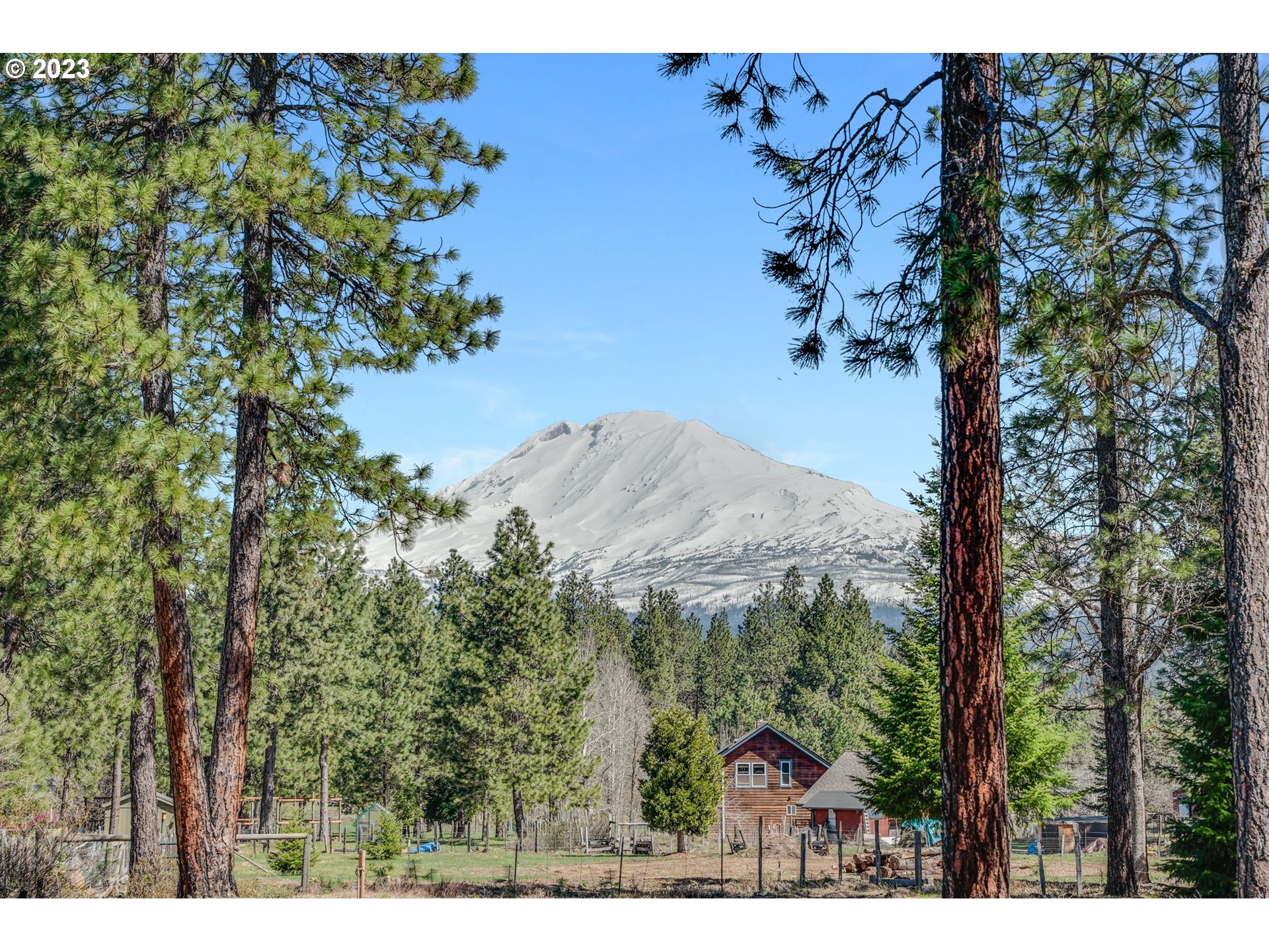 a view of a tree in a yard