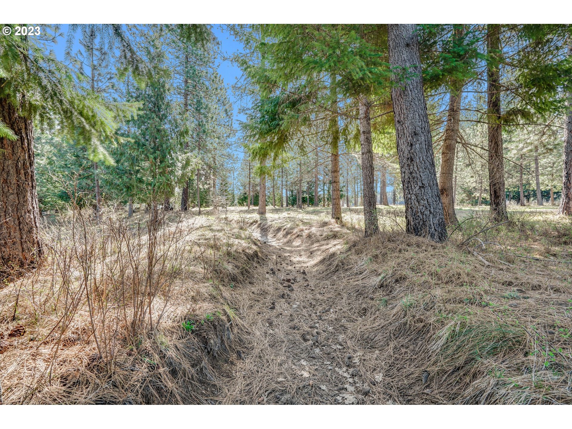 69 Jennings Road Trout Lake, WA 98650 - Photo 18 of 38 a view of a yard with large trees