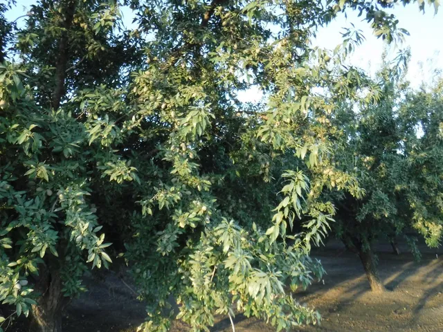 a view of a tree
