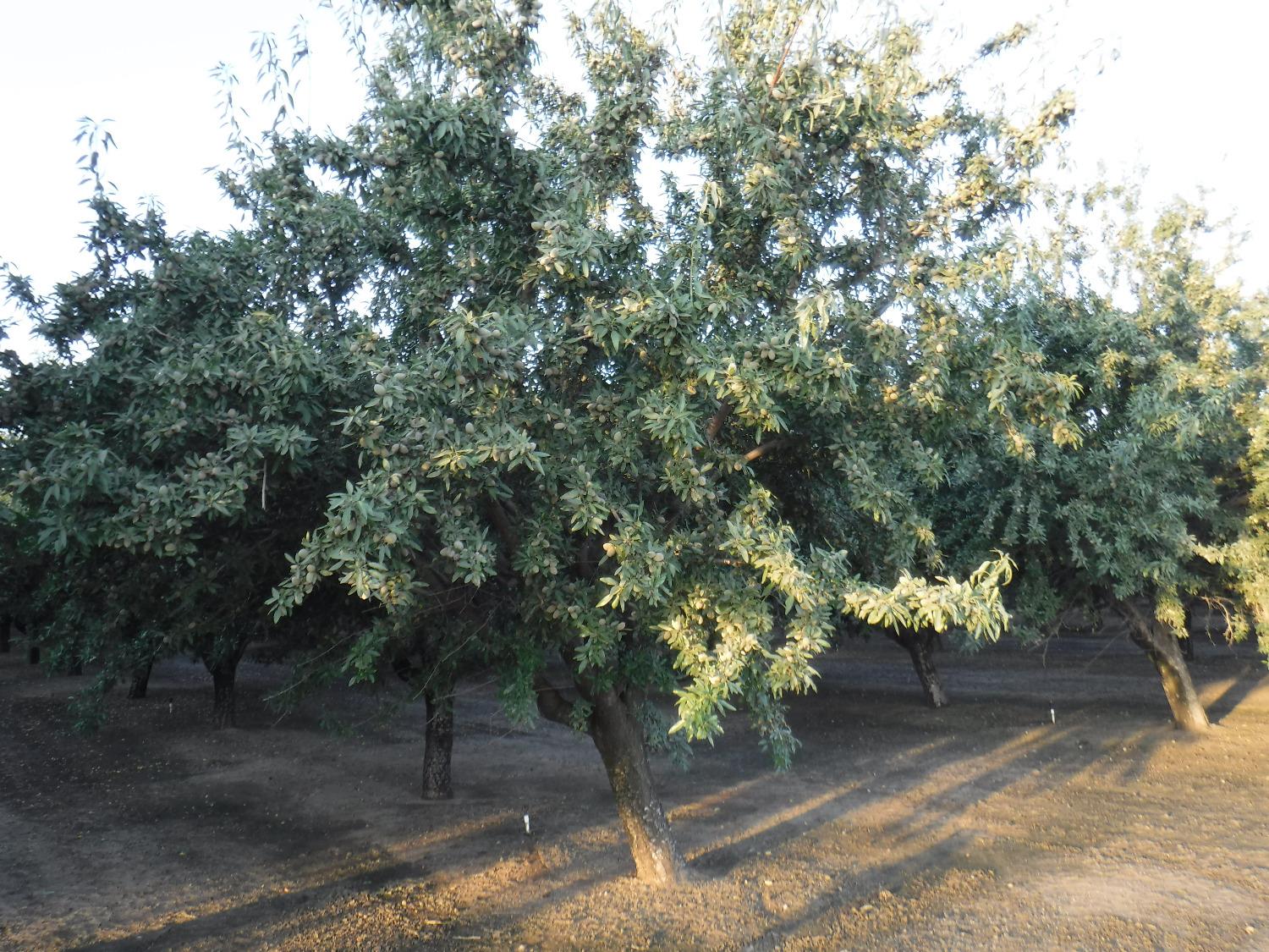 18401 Davis Road Patterson, CA 95363 - Photo 7 of 20 a view of a yard with plants
