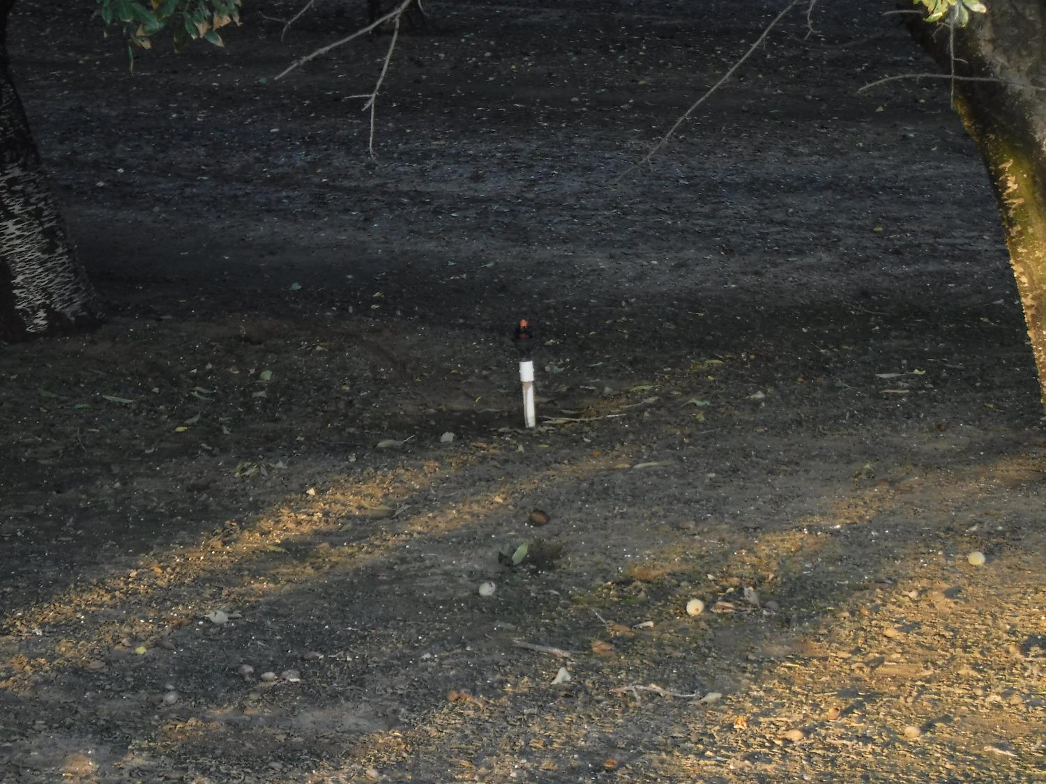 18401 Davis Road Patterson, CA 95363 - Photo 8 of 20 a flag is sitting in the middle of a yard