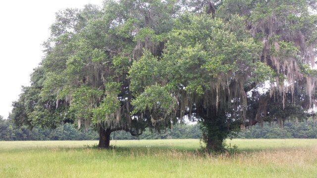 0 Eddy Farm Road Meggett, SC 29449 - Photo 15 of 29 grand oaks!