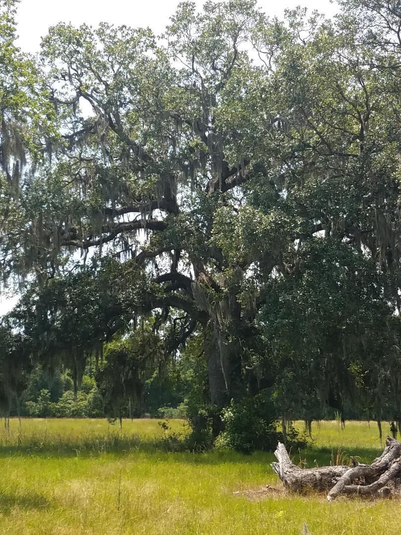 0 Eddy Farm Road Meggett, SC 29449 - Photo 24 of 29 Peaceful