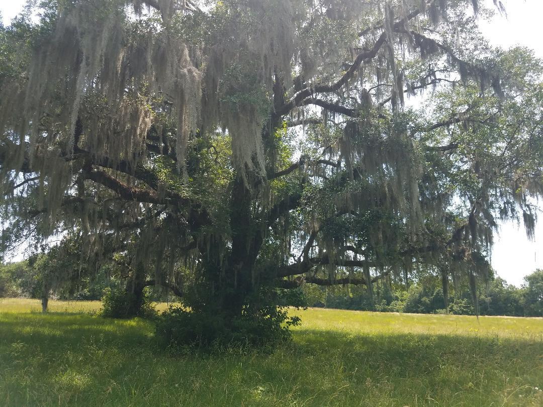 0 Eddy Farm Road Meggett, SC 29449 - Photo 25 of 29 oaks grace this property