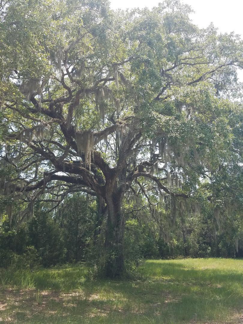 0 Eddy Farm Road Meggett, SC 29449 - Photo 26 of 29 Wildlife galore