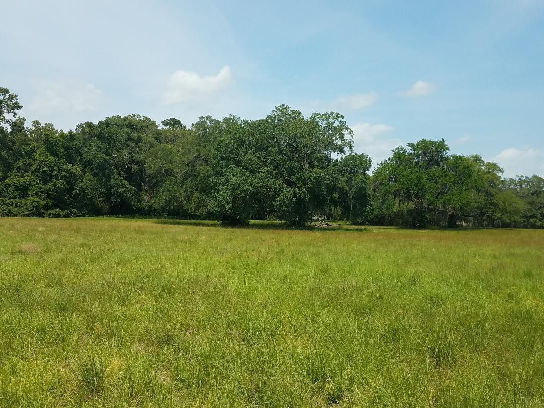 0 Eddy Farm Road Meggett, SC 29449 - Photo 28 of 29 Pasture in place