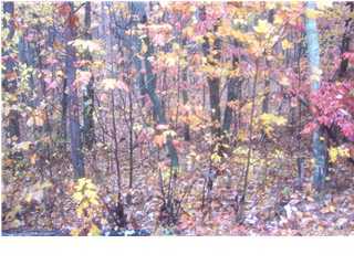 14 Timber Ridge Road, Unit B Graysville, TN 37338 - Photo 1 of 2 Primary Photo