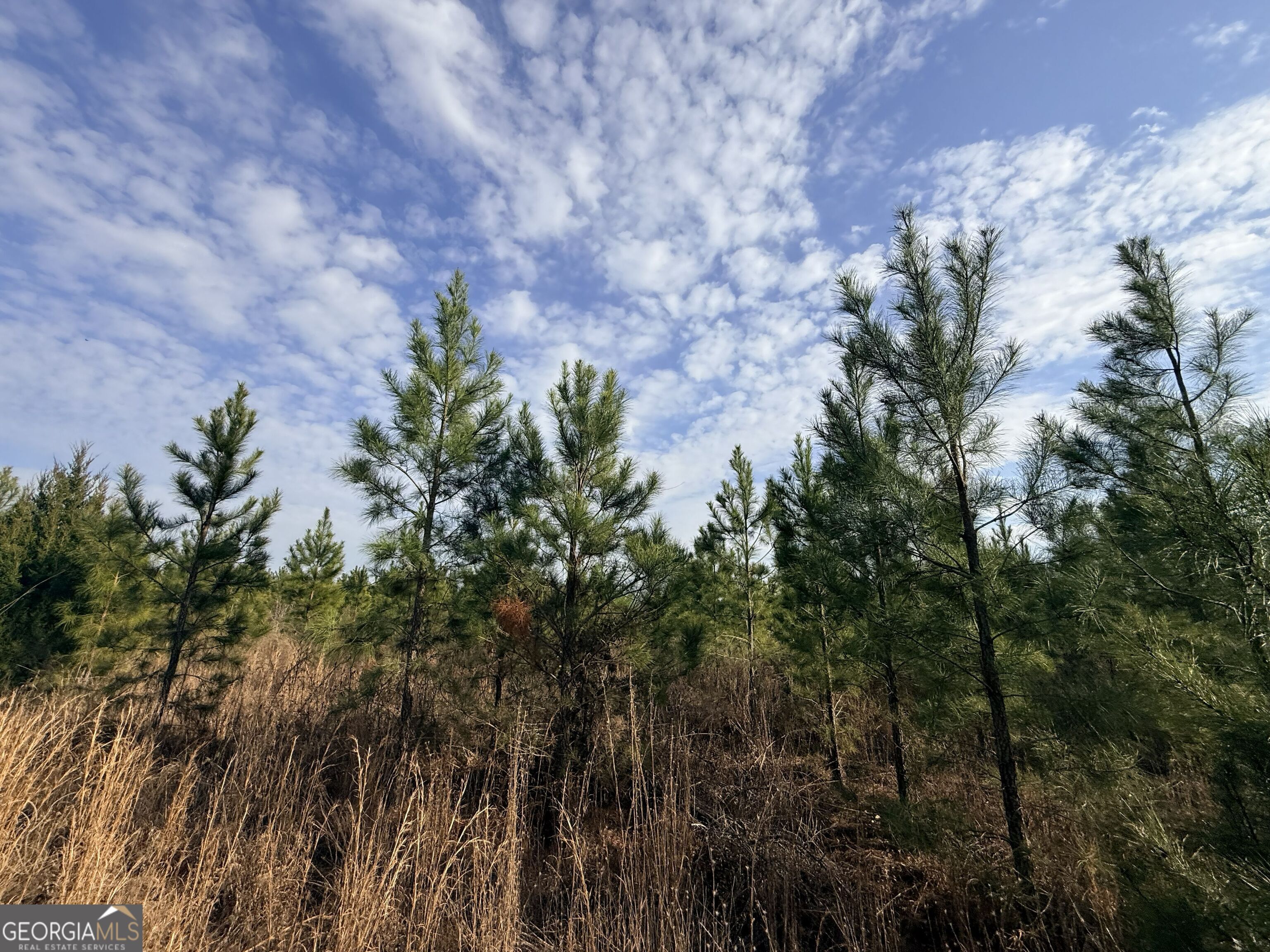 3 Powell School Road Lumber City, GA 31549 - Photo 25 of 26