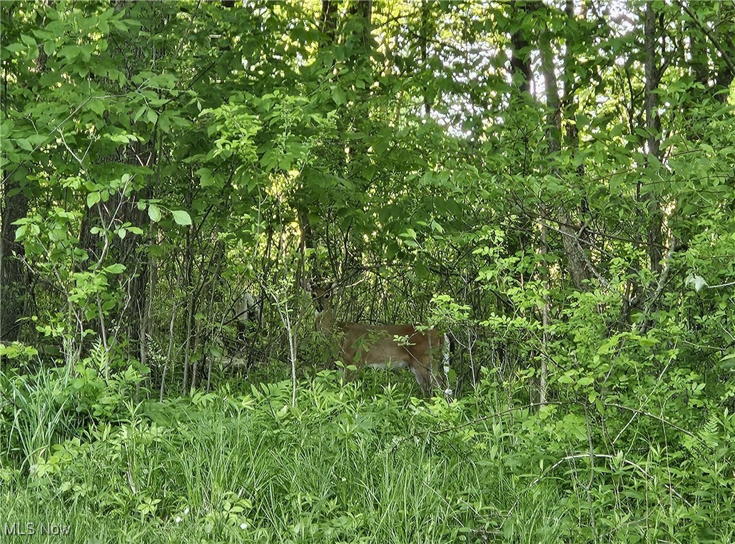1890 Mathews Road Youngstown, OH 44514 - Photo 23 of 25 Woods surrounding home bring a visitor.