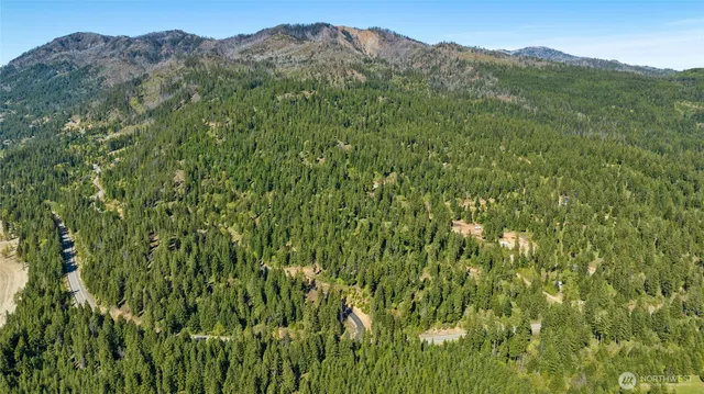 a view of a lush green forest with a mountain in the background