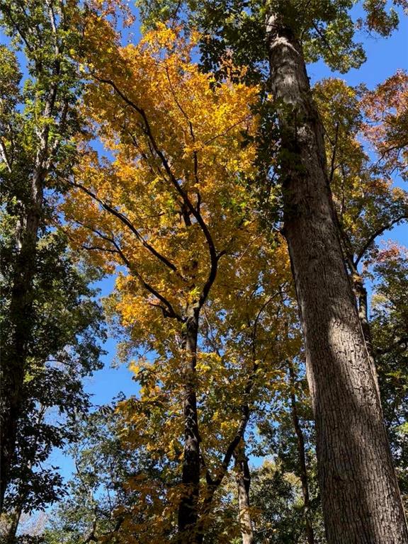 756 Roper Road Canton, GA 30115 - Photo 20 of 21 a picture of tree