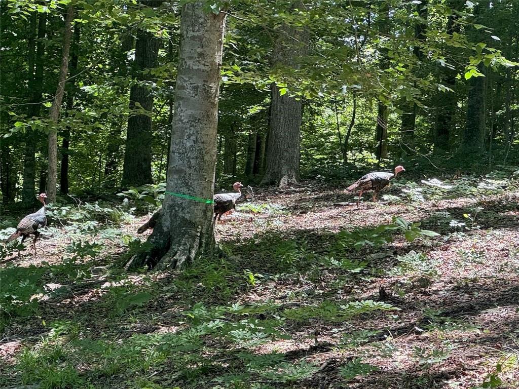 756 Roper Road Canton, GA 30115 - Photo 8 of 21 a view of a forest with trees
