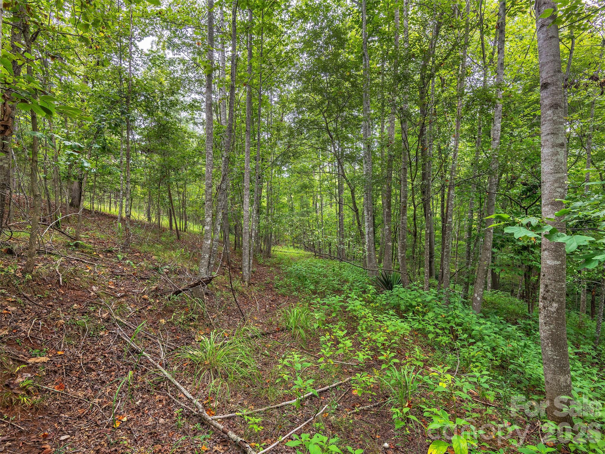Lot #28 Parkway North Rd Mill Spring, Unit 28 Mill Spring, NC 28756 - Photo 14 of 17