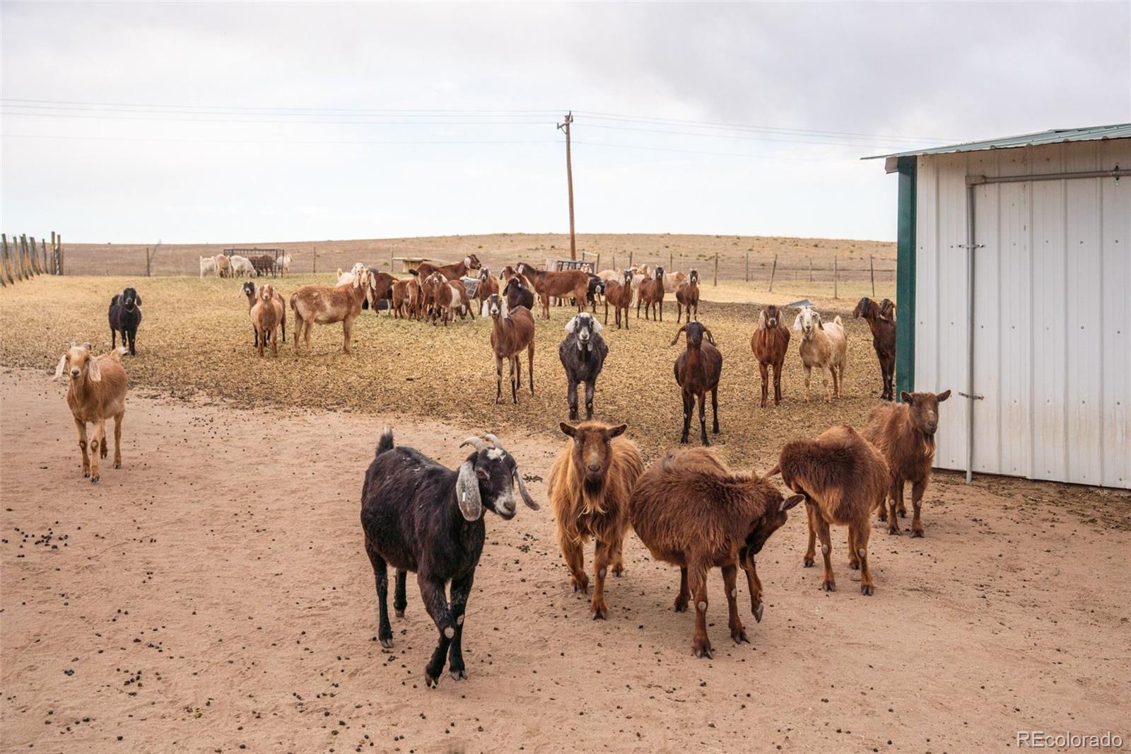 5430 Murr Road Peyton, CO 80831 - Photo 29 of 50