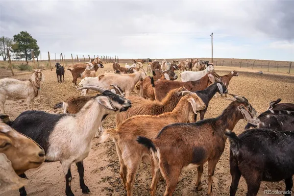 $1,600,000 | 5430 Murr Road, Peyton, CO 80831