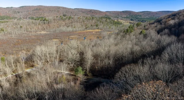 a view of a lush green forest with trees in the background