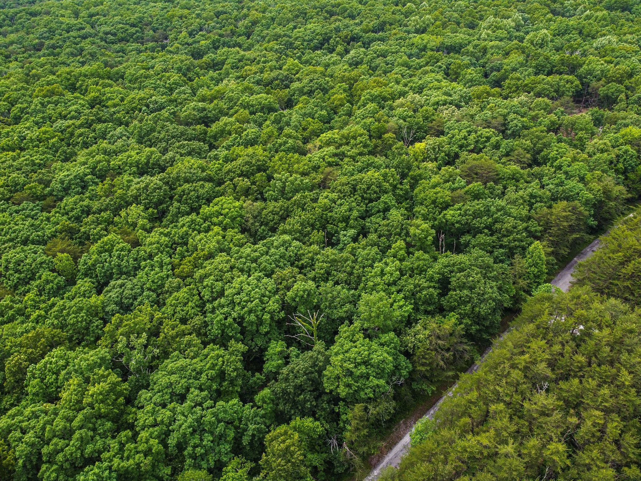 0 Eagle Point Road Monteagle, TN 37356 - Photo 7 of 10 Gallery Image 7