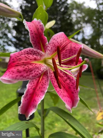 a big yard with trees in front of it