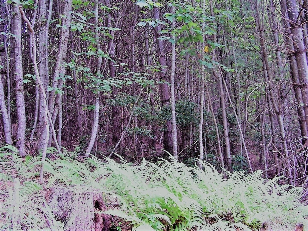Lot 21 Two Rivers Trail, Unit 21 Independence, VA 24348 - Photo 3 of 27 Gallery Image 3