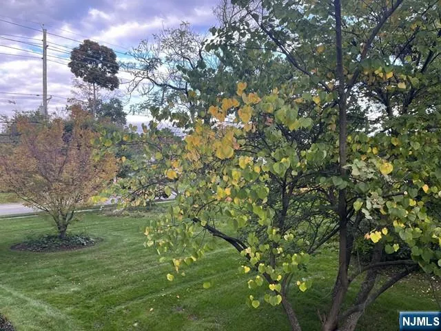 a view of a tree in a yard