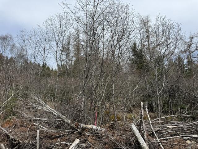 Lot 4 Holmes Bay Farms Road Whiting, ME 04691 - Photo 5 of 18 IMG_9115