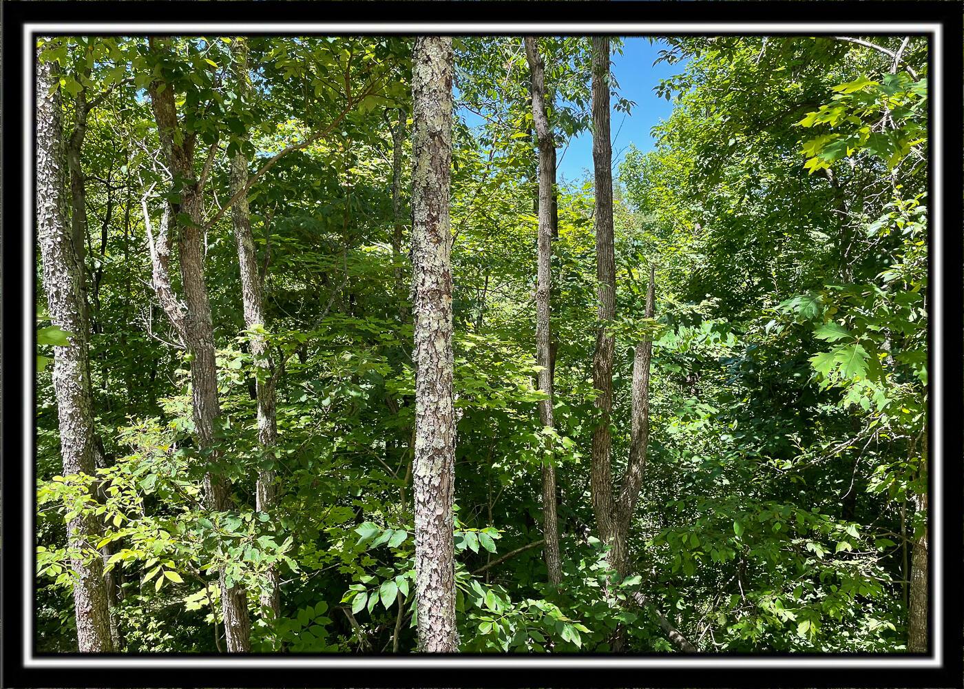 0 Hoop Pole Road, Unit TRACT 13 Roseville, OH 43777 - Photo 28 of 62 CT-9