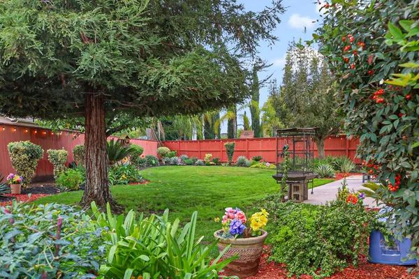 a view of a backyard with plants and large trees