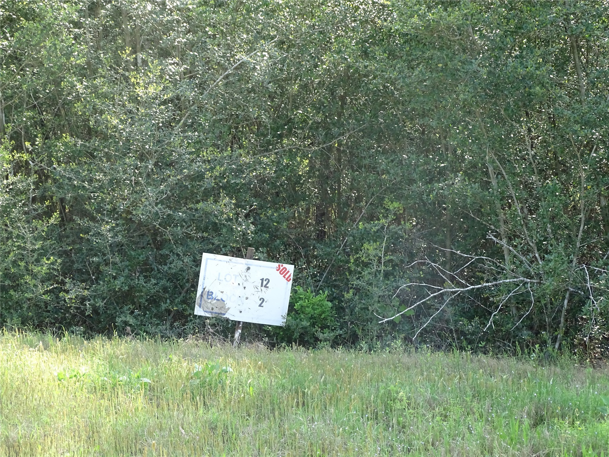 a view of a lush green forest with a tree