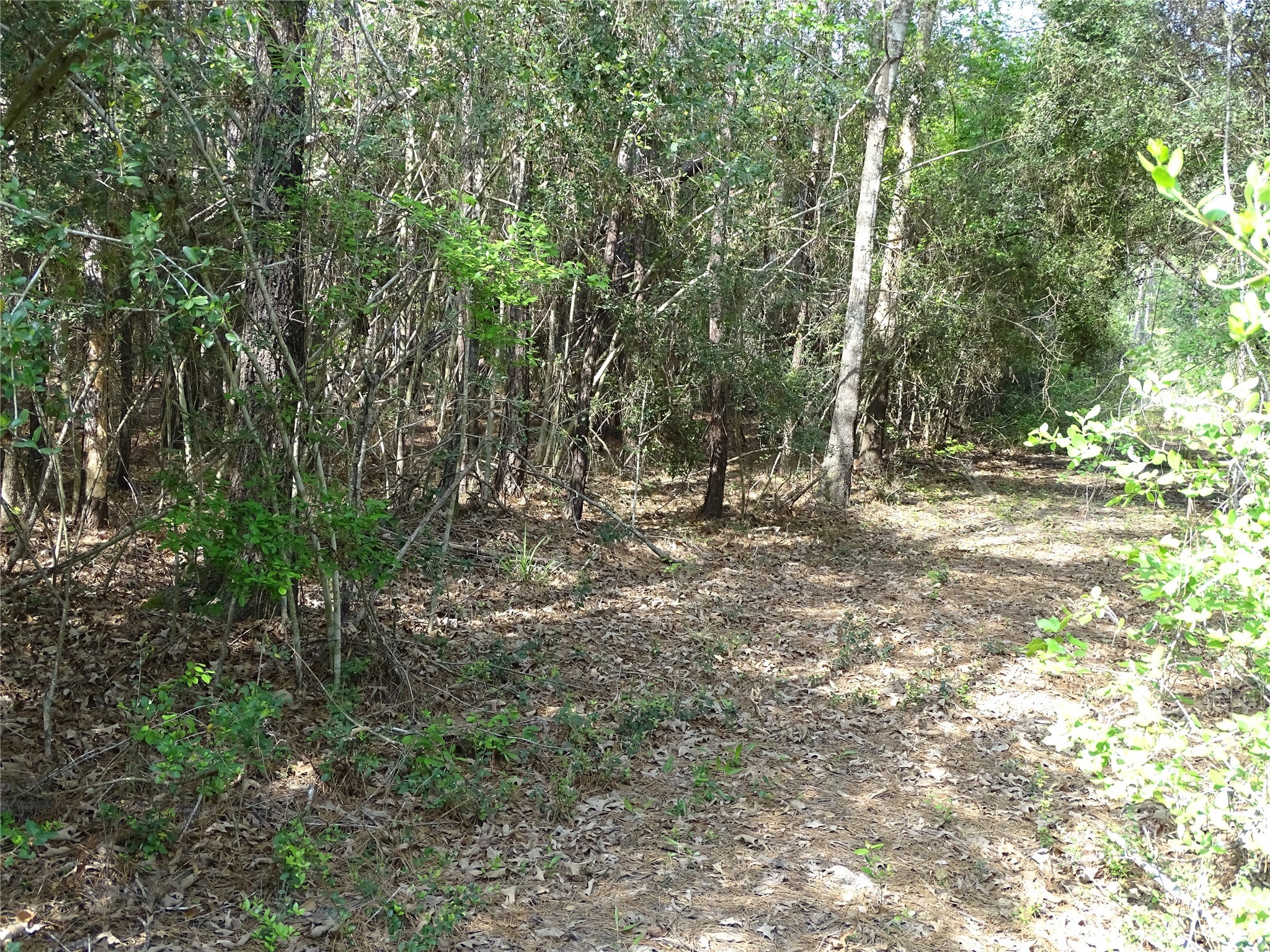 10774 Ruger Road Willis, TX 77378 - Photo 11 of 15 a view of outdoor space with trees