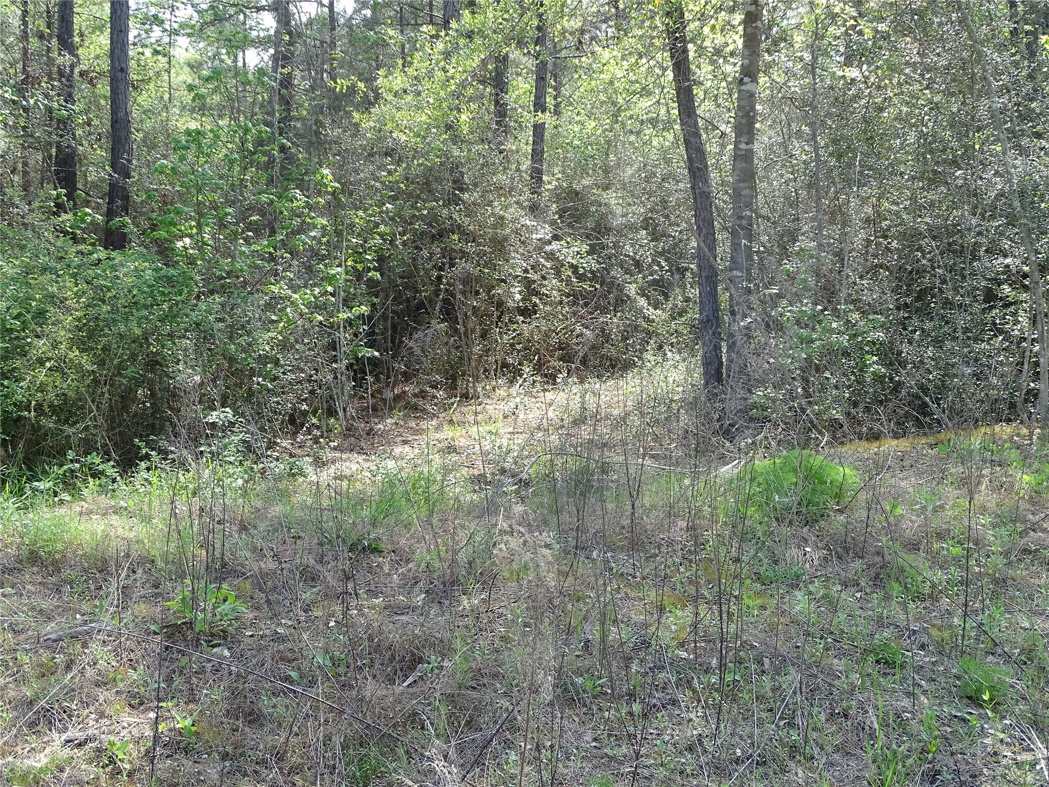 10774 Ruger Road Willis, TX 77378 - Photo 12 of 15 a view of a yard with a tree